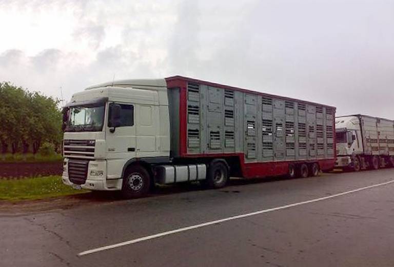 Прицеп для перевозки крупного рогатого скота из Беклемишева Читинского обл в Агинское